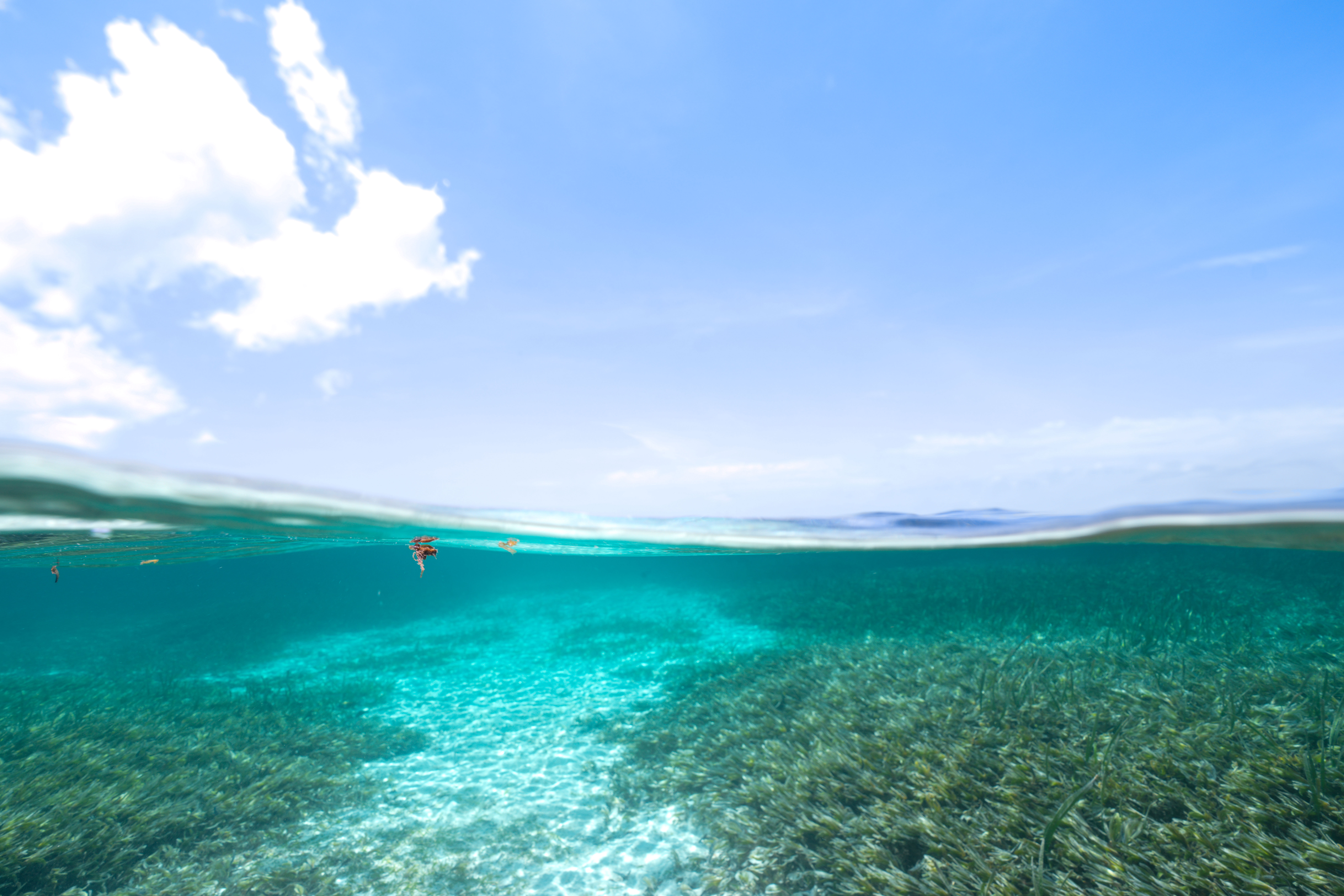 © WWF-Indonesia / Henoch Kindangen