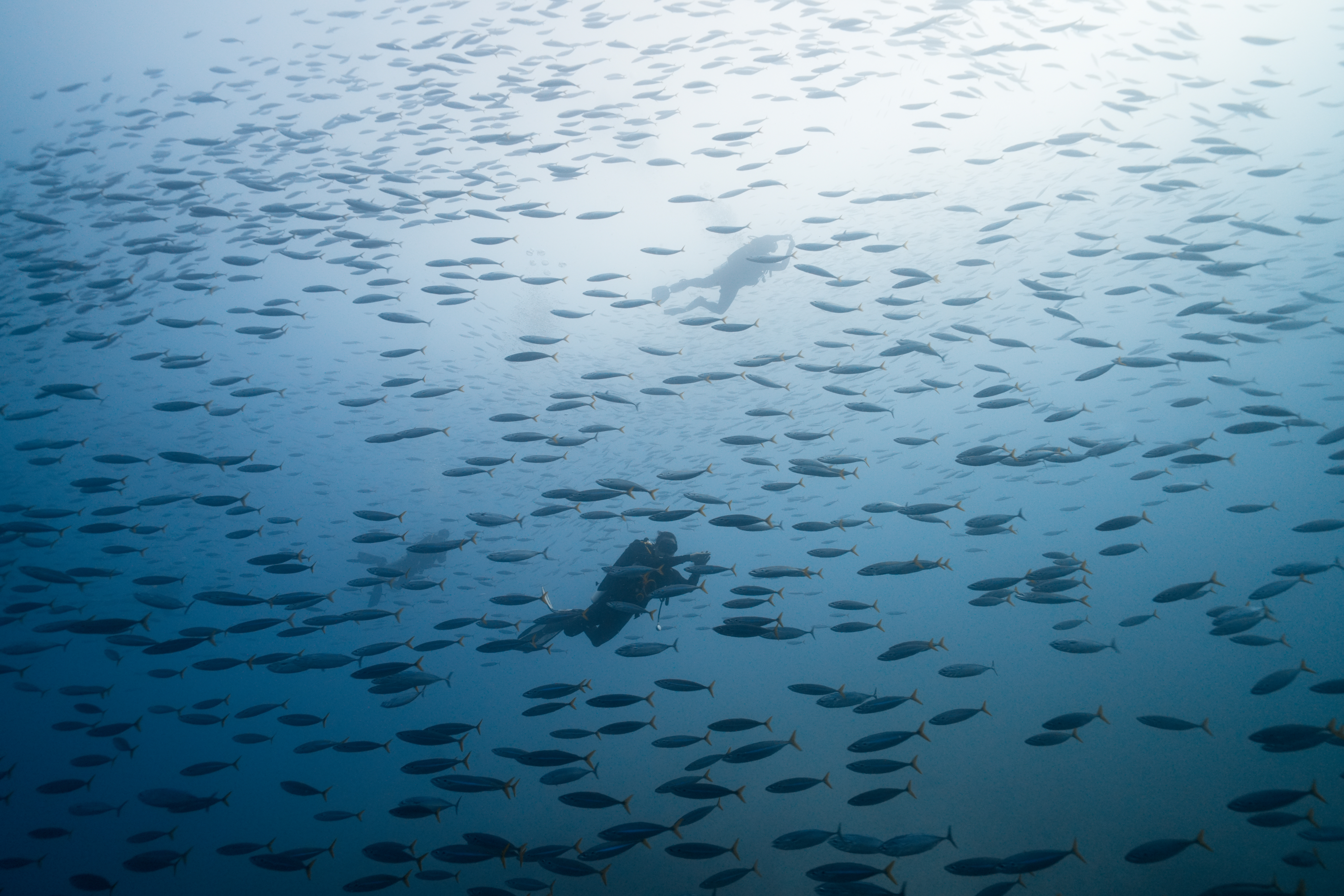 © WWF-Indonesia / Henoch Kindangen