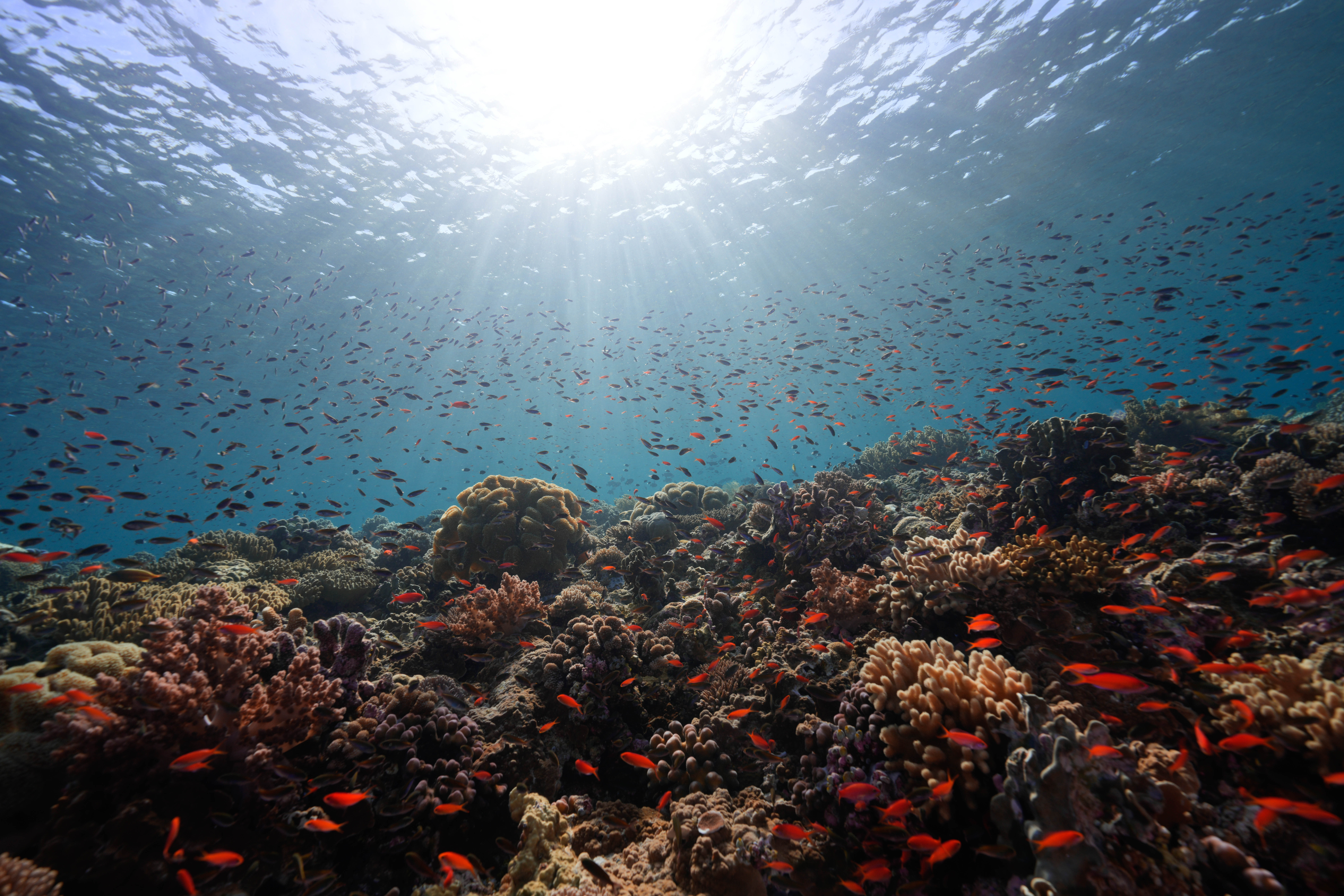 © WWF-Indonesia / Henoch Kindangen