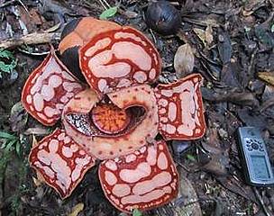 Rafflesia