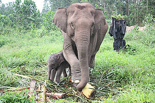 Sumatran Elephant