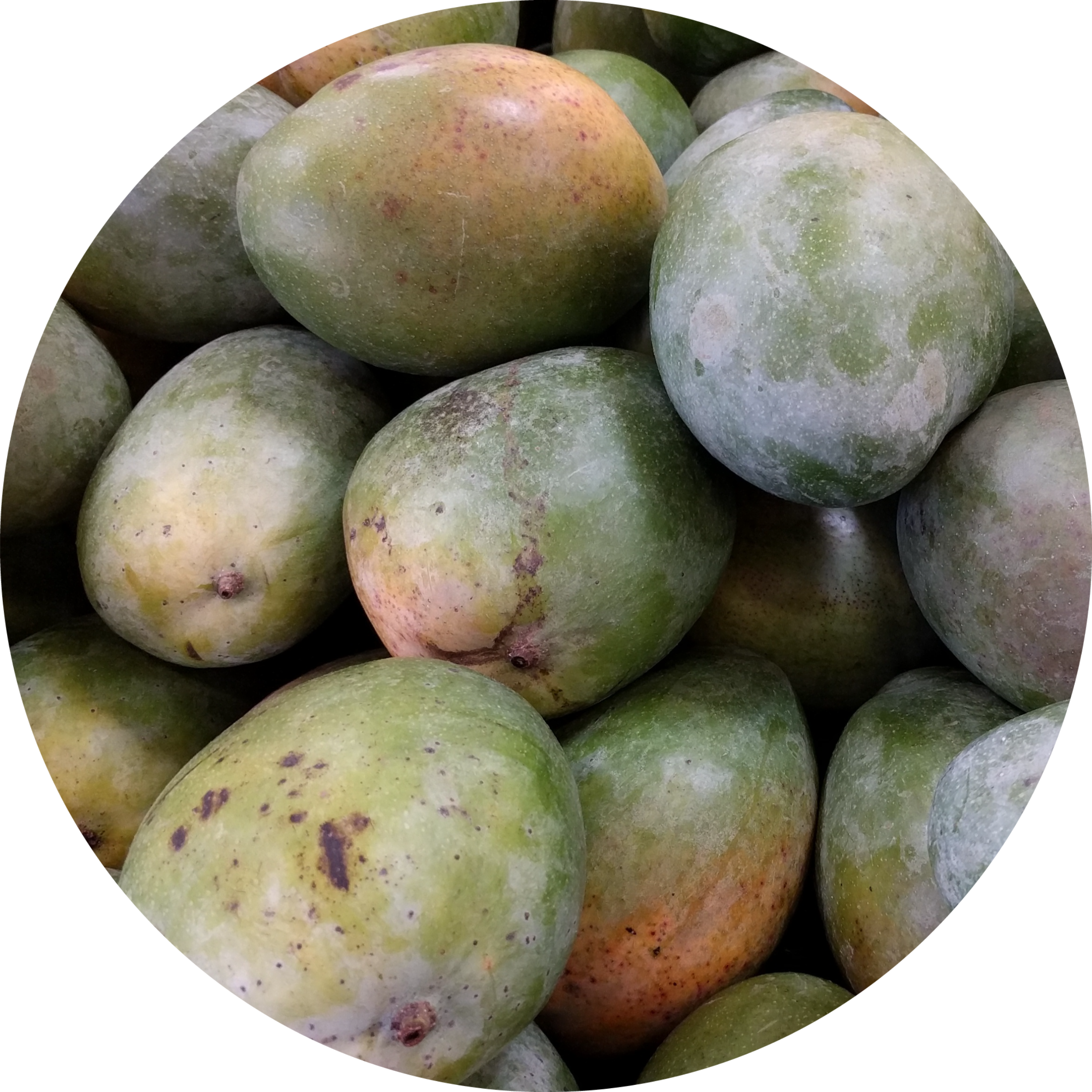 Mangga