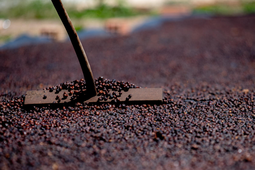 Komoditas Berkelanjutan