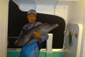 MARINE MAMMALS SPECIALIST