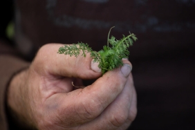 Ecological Footprint