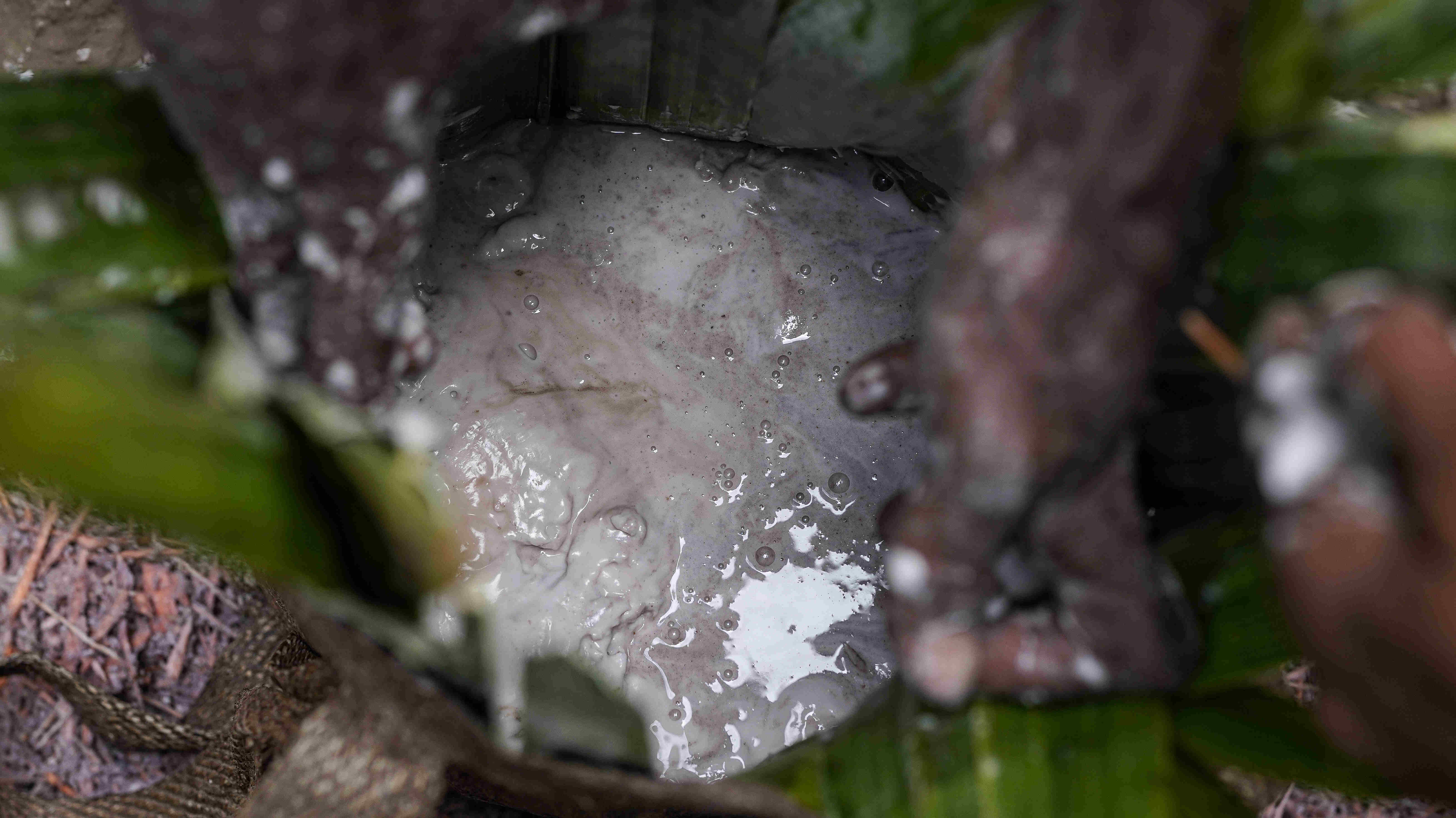 THE BLESSING OF SAGO IN THE LAND OF CARVERS