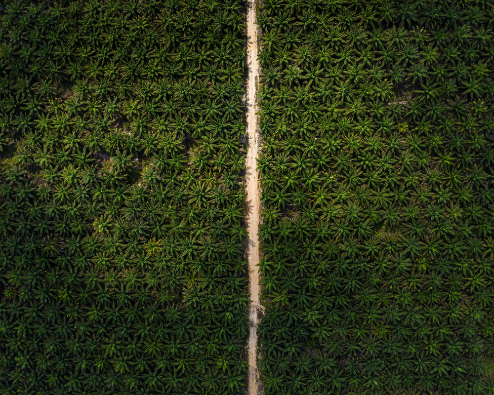Oil palm plantation in Central Kalimantan