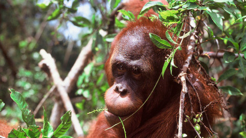 ORANGUTAN