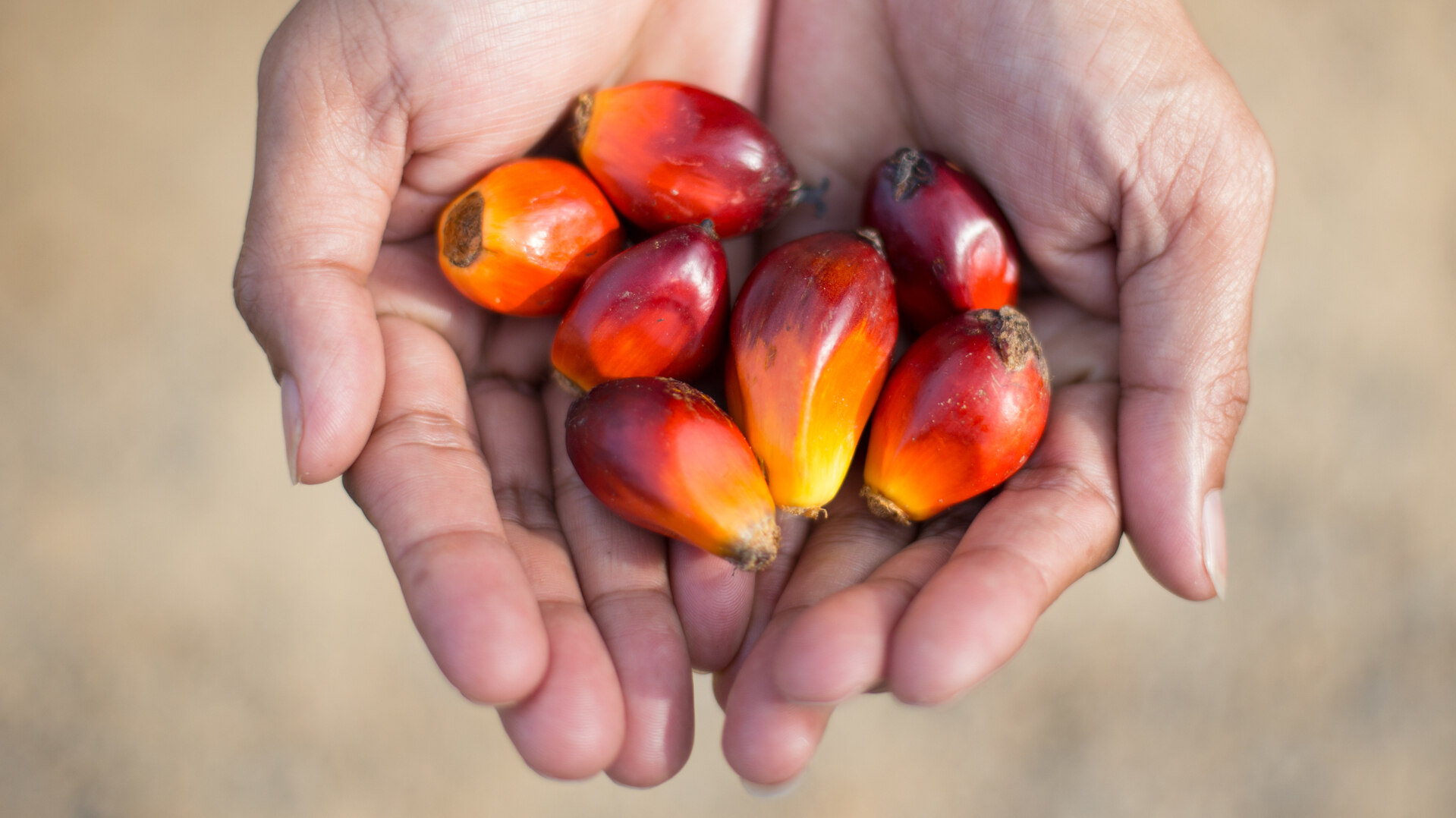 KELAPA SAWIT