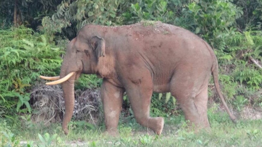 GAJAH KALIMANTAN