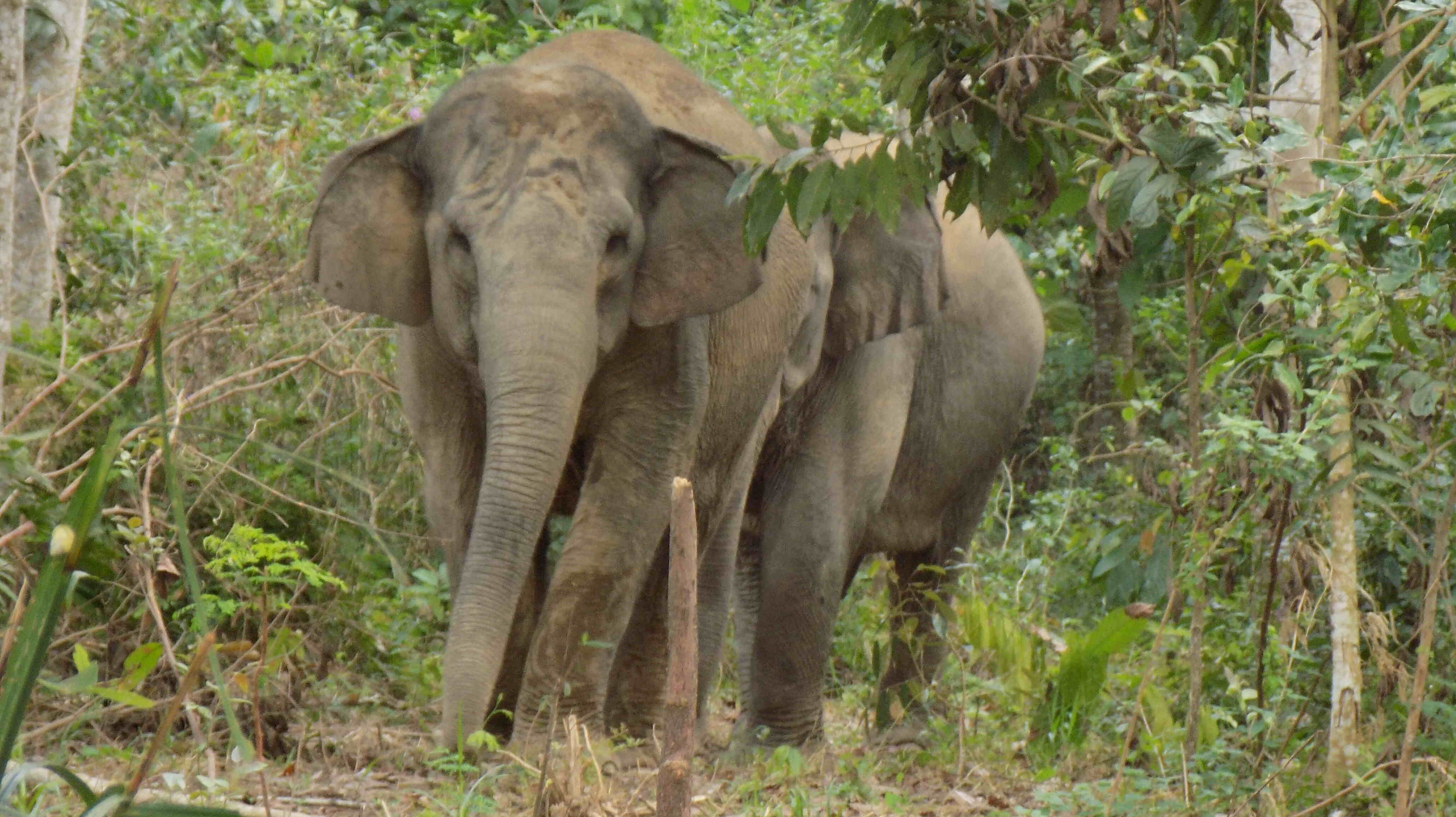 WWF-INDONESIA CAMPAIGNS FOR BORNEO ELEPHANT CONSERVATION | Global ...