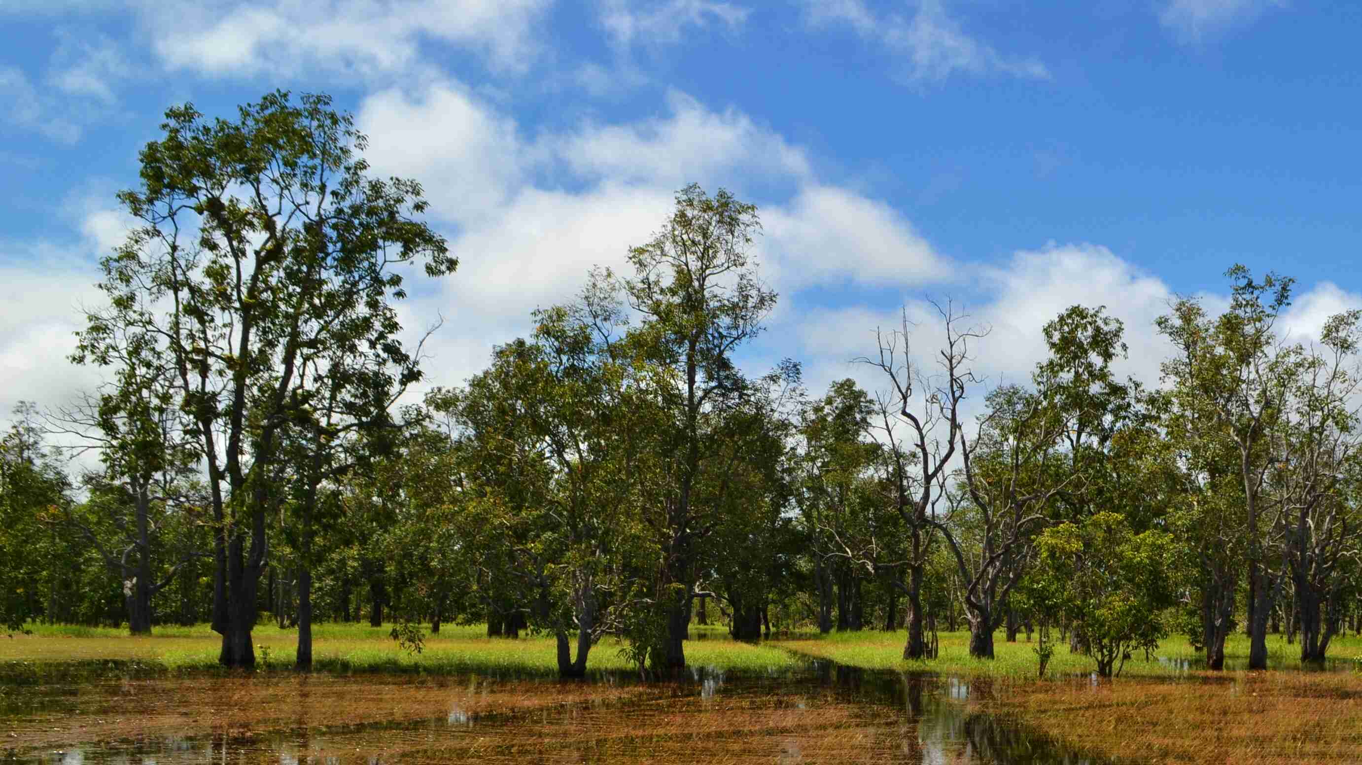 DRUG FOREST