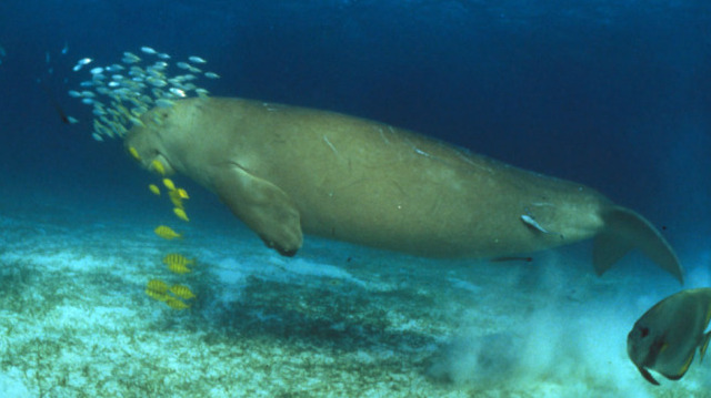 DUGONG