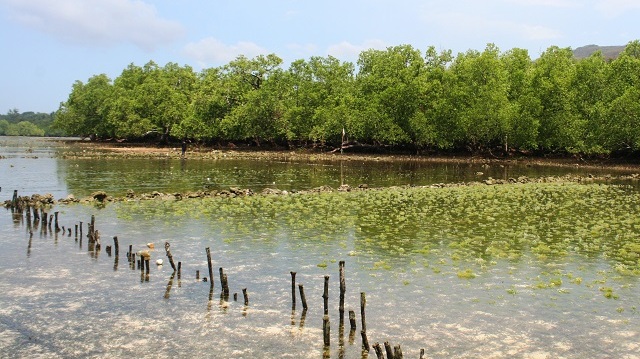 MANGROVES ARE THE FUTURE GUARDIANS OF JAVAN RHINO HABITAT