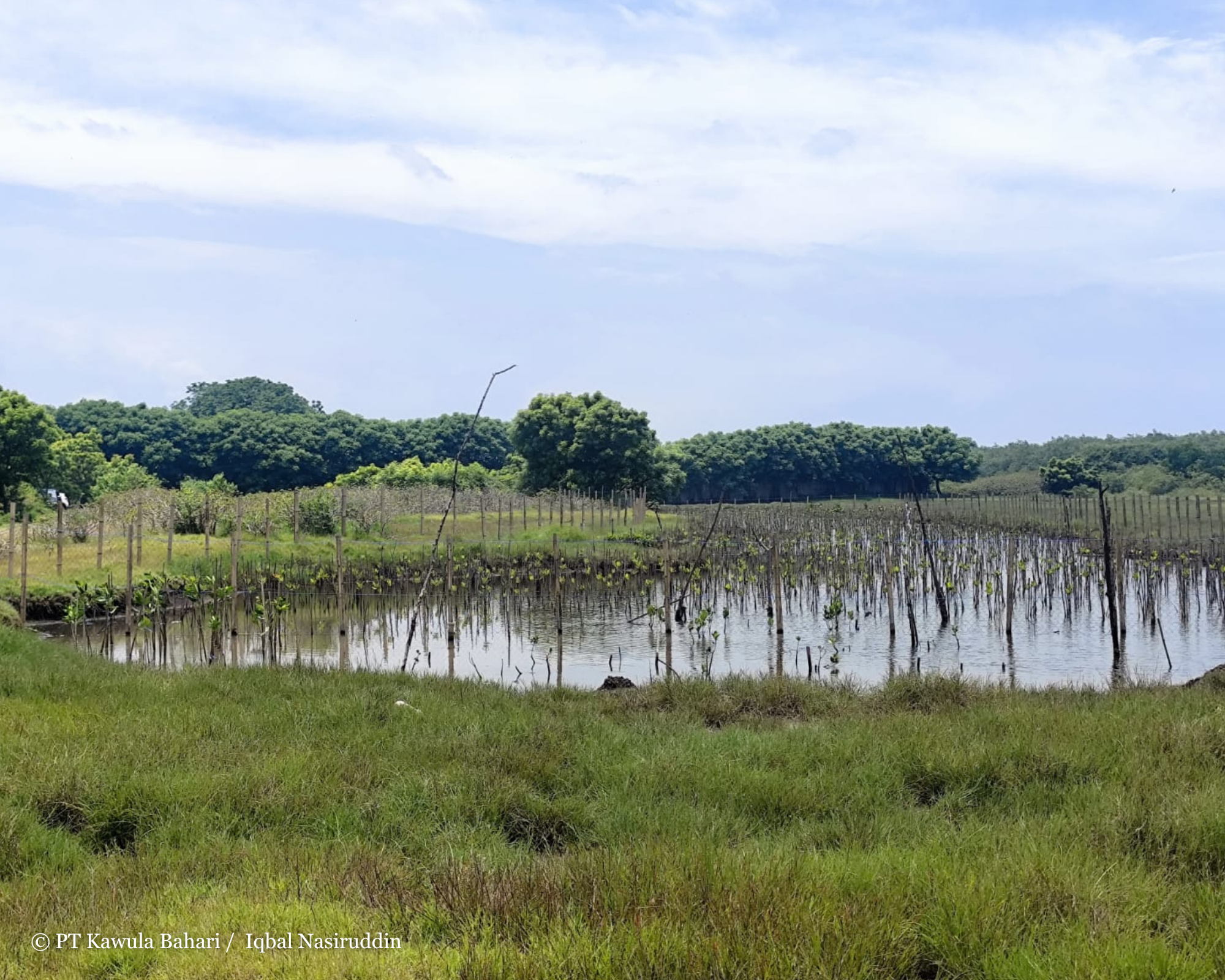 Landscape of mangroves planted with 3,000 seedlings by PT Winaros Kawula Bahari in 2026