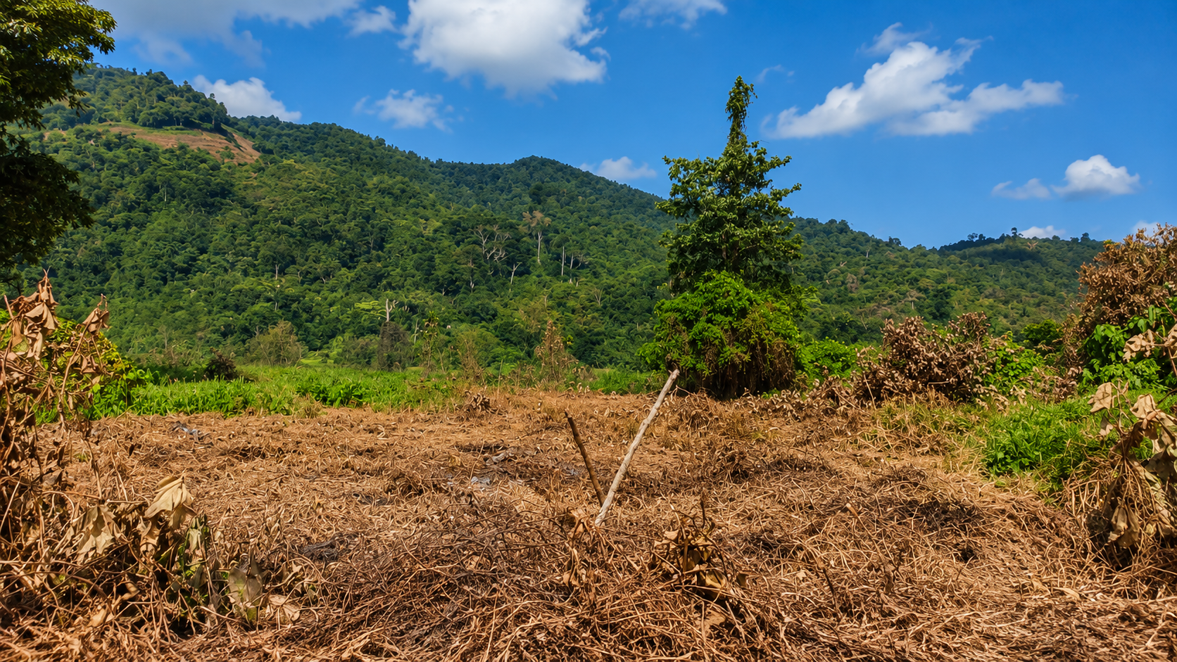 Farmland in Nanggouw Village after being cleared. During the dry season, land burning carries a high risk because fires can easily spread to surrounding vegetation.