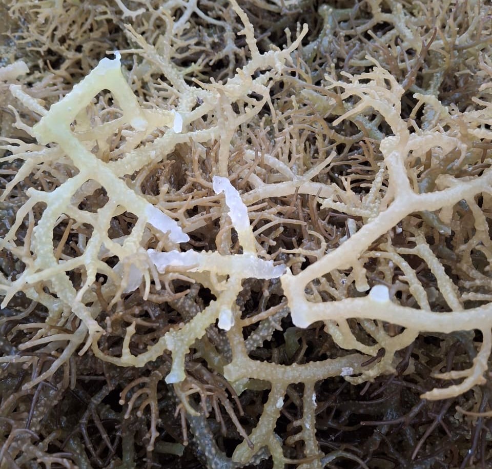 Seaweed seedlings affected by the 'ice-ice' disease (main symptoms include a whitish and brittle thallus) Photo: ©WWF-Indonesia/ Annisa S. Aulia
