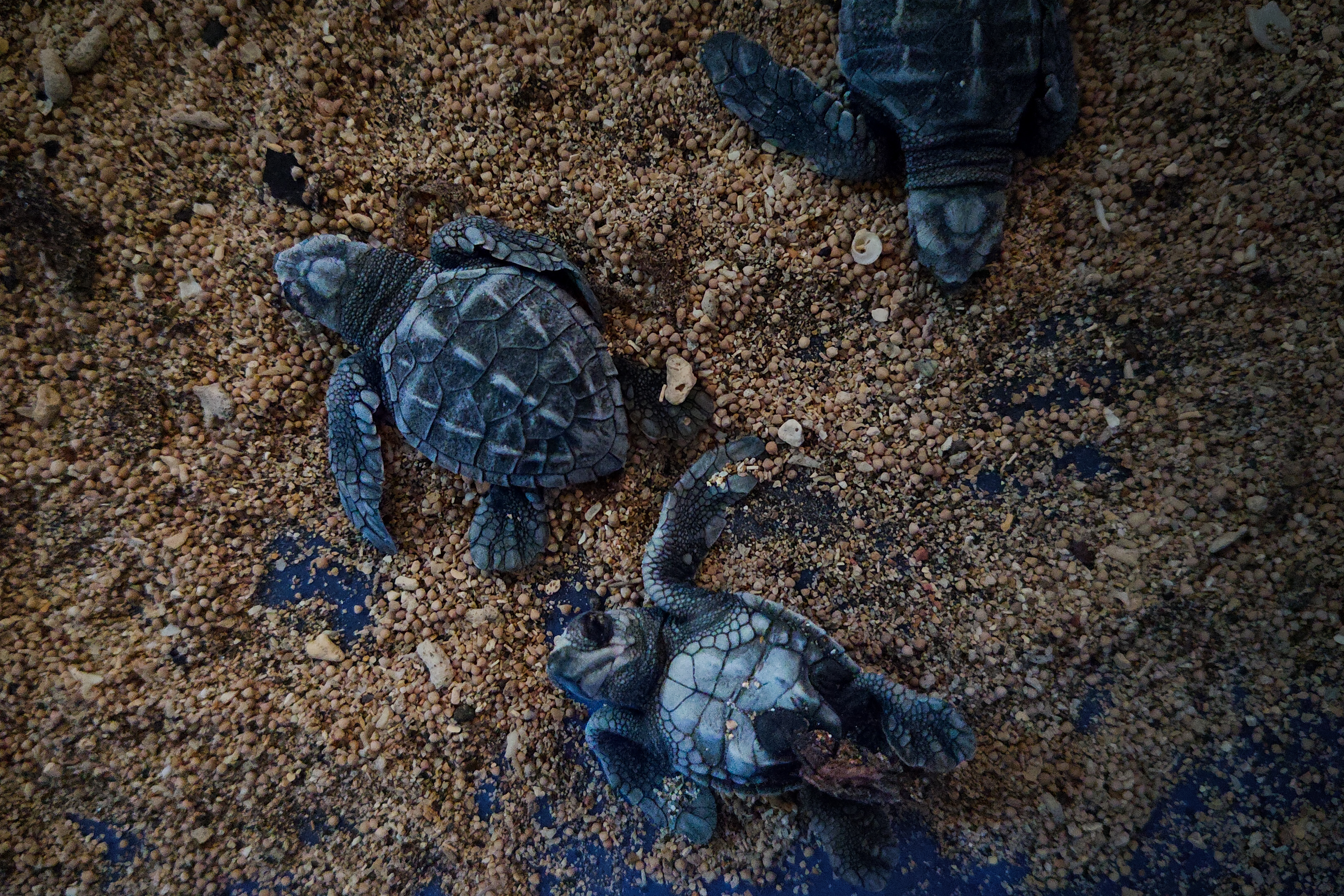 Newly hatched hatchlings are placed in a box for about eight hours. Photo taken at the Turtle Conservation and Education Center (TCEC) – Serangan, Bali, Indonesia © Tuah Sanjaya Ketaren, WWF-Indonesia (2026)