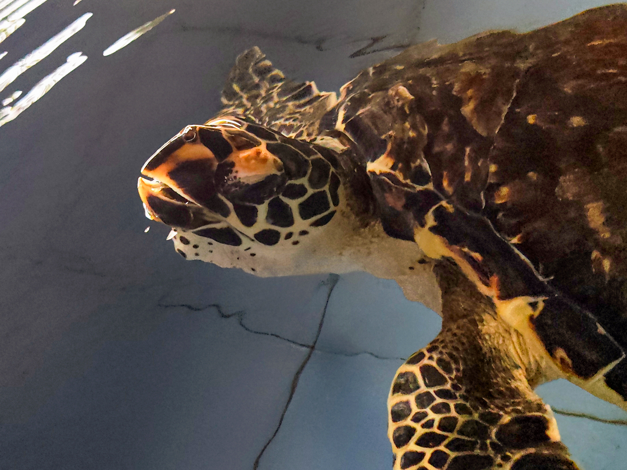 Newly hatched hatchlings are kept in this area for about eight hours. Photo taken at the Turtle Conservation and Education Center (TCEC) – Serangan, Bali, Indonesia © Tuah Sanjaya Ketaren, WWF-Indonesia (2026)