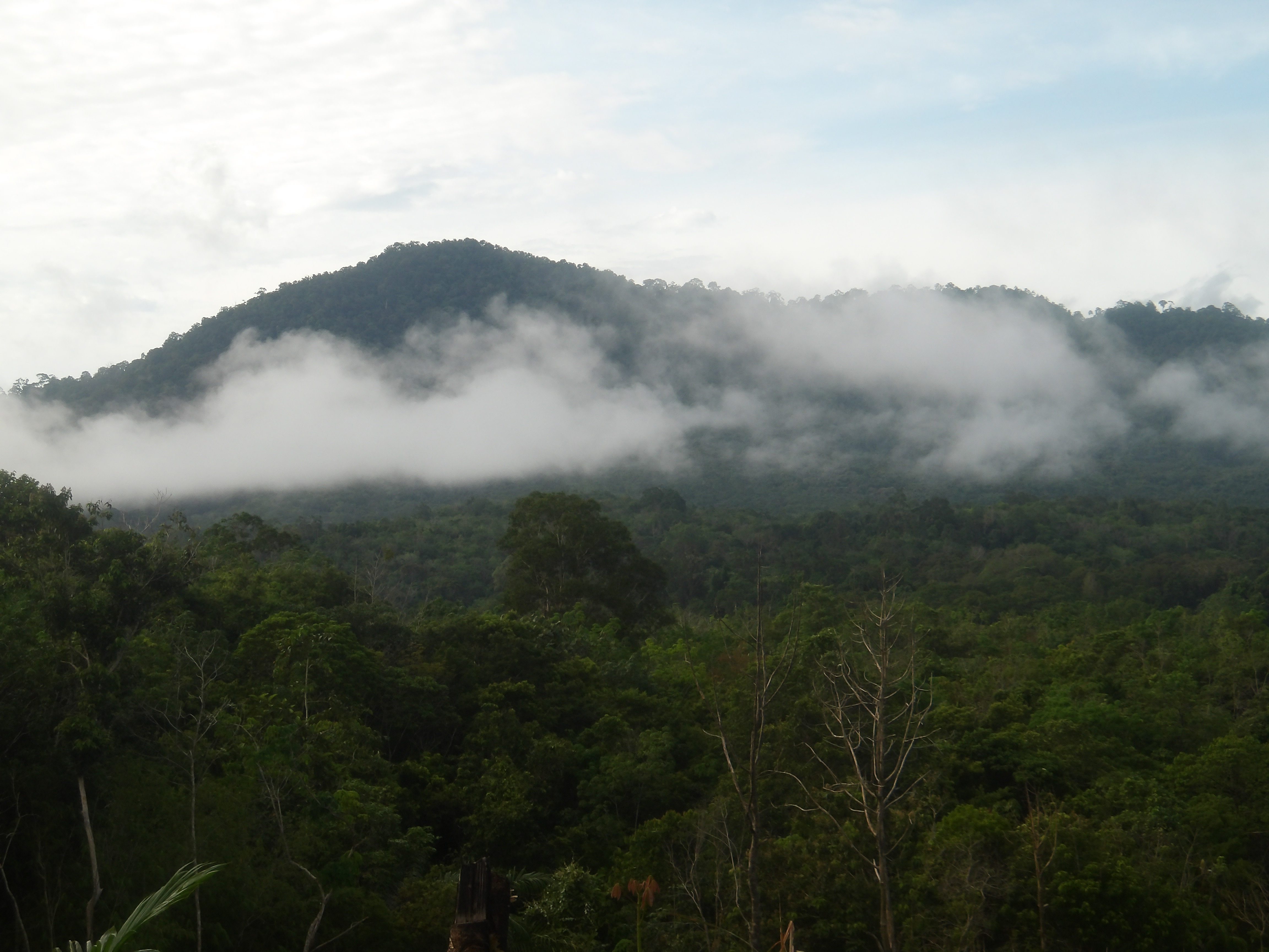Photo 1. A panoramic view of the forest around Kayu Bunga Forest, one of the areas that forms part of the Arabela Landscape. (Photo by WWF Indonesia/Panda CLICK!/Roberto)