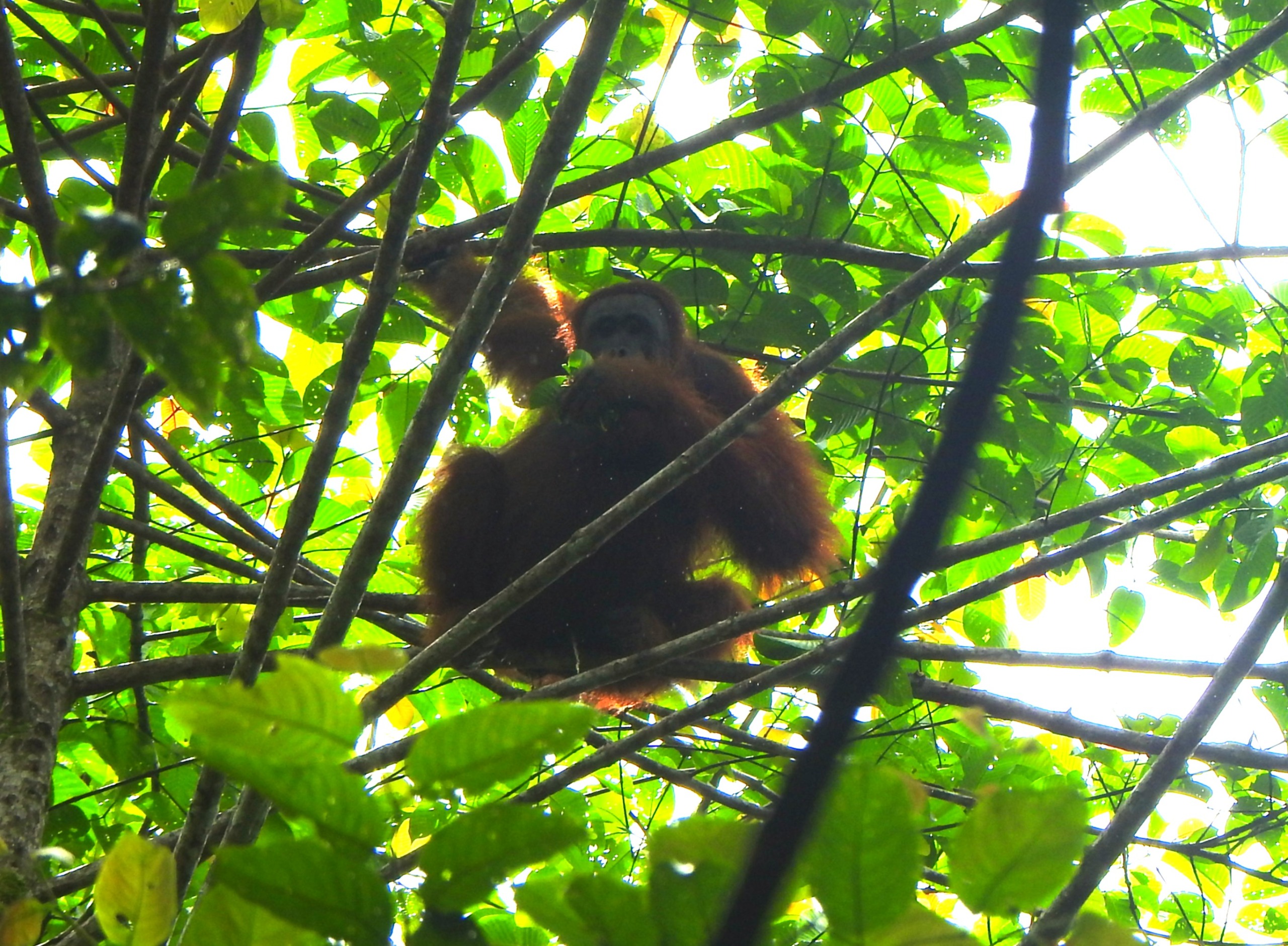 Photo 4. The orangutan (Pongo pygmaeus wurmbii) is one of the mammal species that roam the forests of Kayu Bunga Village. (Photo by WWF Indonesia)