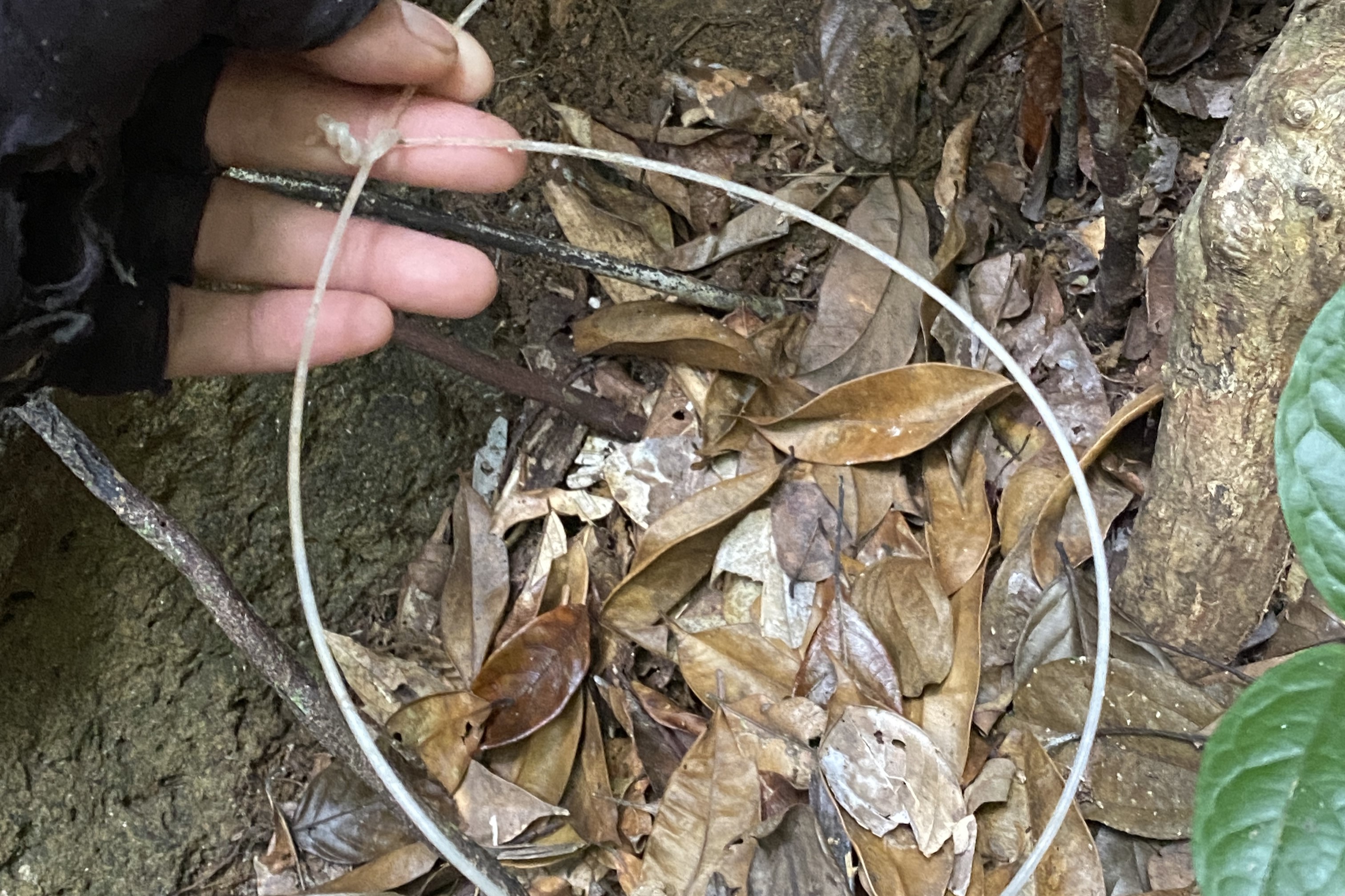 Photo 6. A member of the patrol team is removing a snare. ‘Traces’ of illegal activity in the form of animal snares are among the findings discovered by the Kayu Bunga patrol team. (Photo by WWF Indonesia/Sebastianus Egi Maleki)