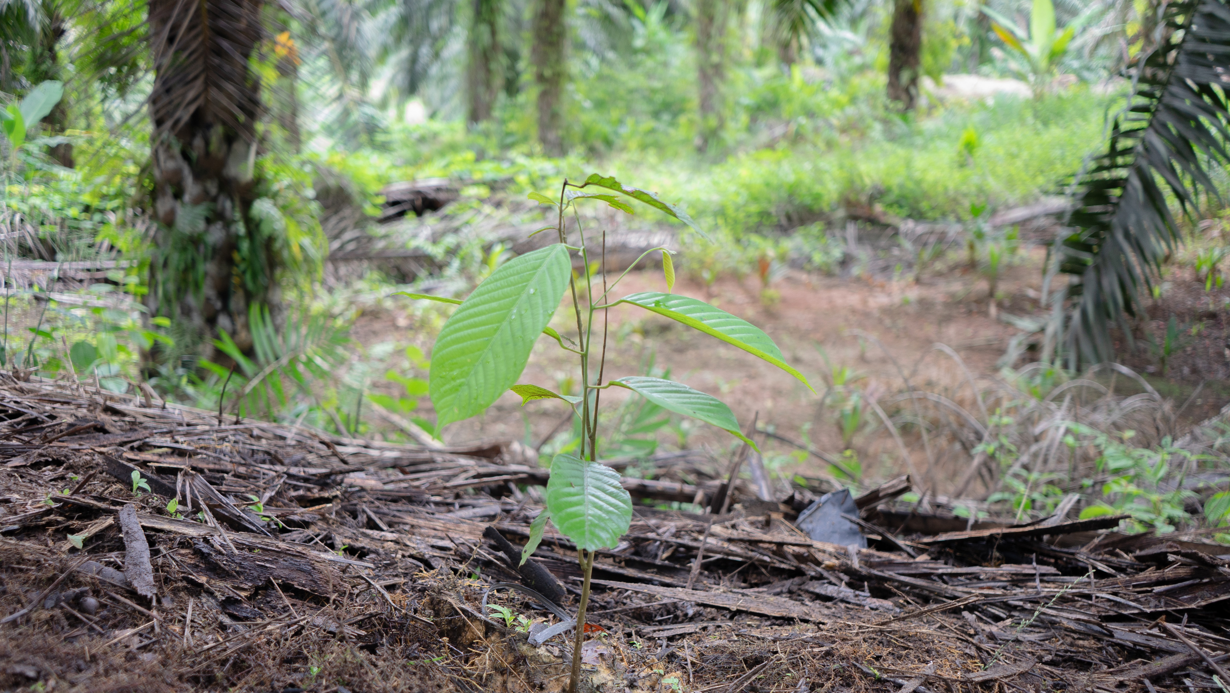 Meranti Merah ; Shorea spp.