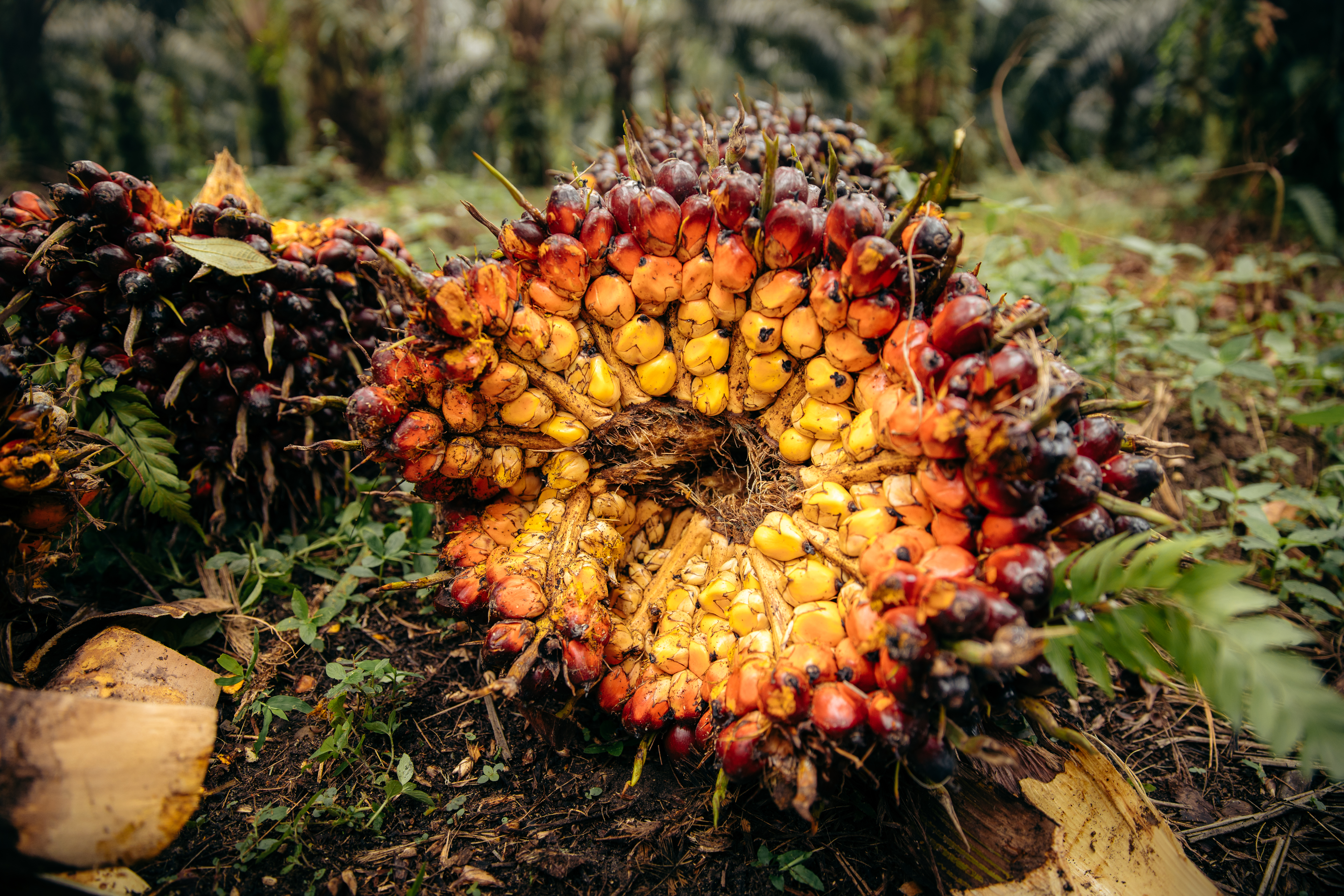 SUSTAINABLE COMMODITY