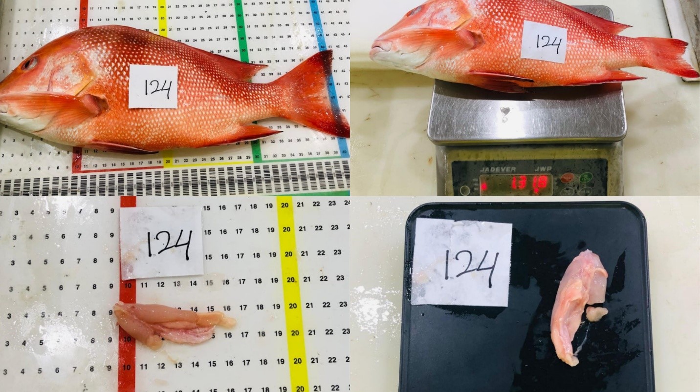 Ikan kakap bongkok (Lutjanus sebae) dari Laut Timor yang dijadikan sampel untuk pengukuran Tingkat Kematangan Gonad
