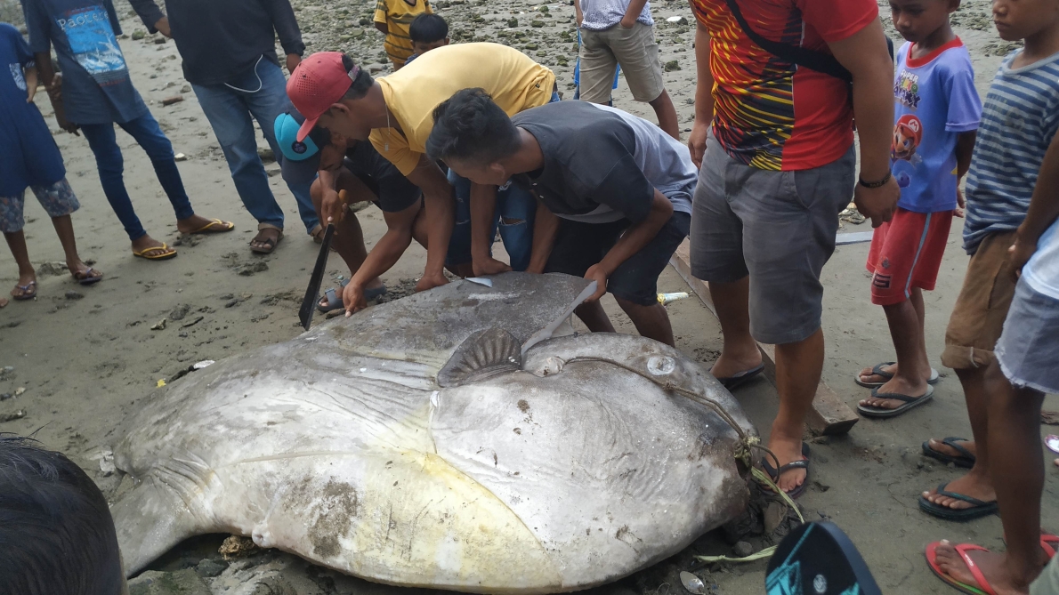 Mola-Mola, Muara Sungai Waehaong, Ambon