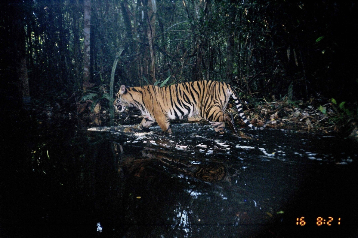 PANTHERA TIGRIS SONDAICA