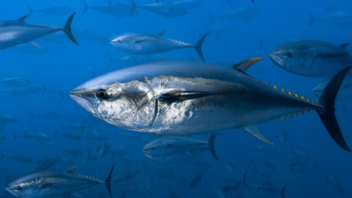 HARI TUNA SEDUNIA