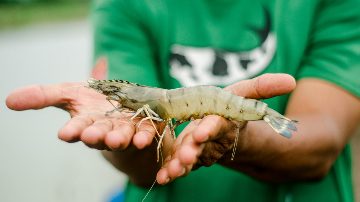 Tiger Prawns
