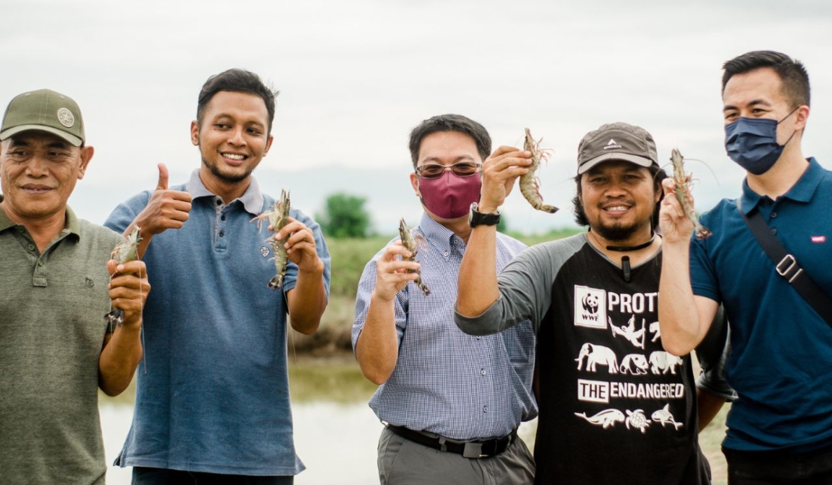 TO REVIVE TIGER SHRIMP GLORY, A NUMBER OF FARMERS IN BREBES BECOME MODELS OF GOOD SHRIMP FARMING