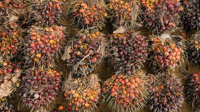 Palm Oil