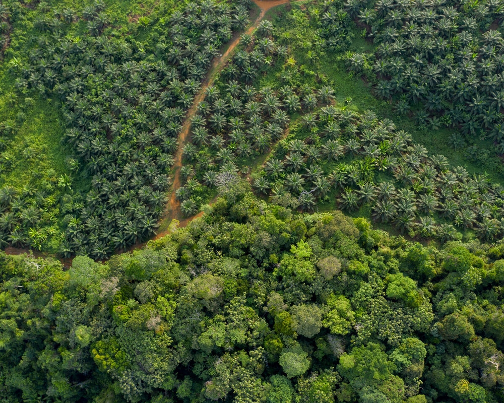 Pemandangan udara dari batas antara perkebunan kelapa sawit dan hutan. Mengunjungi perkebunan kelapa sawit yang luas di Kalimantan Tengah.