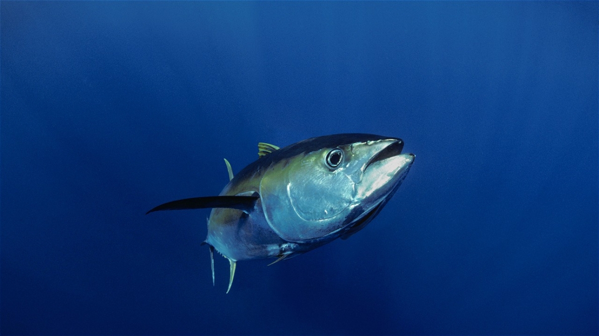 © naturepl.com / Jeff Rotman / WWF