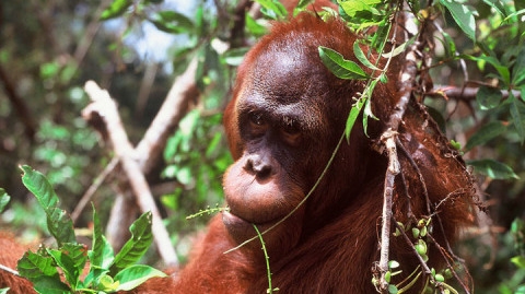 BORNEAN ORANGUTAN