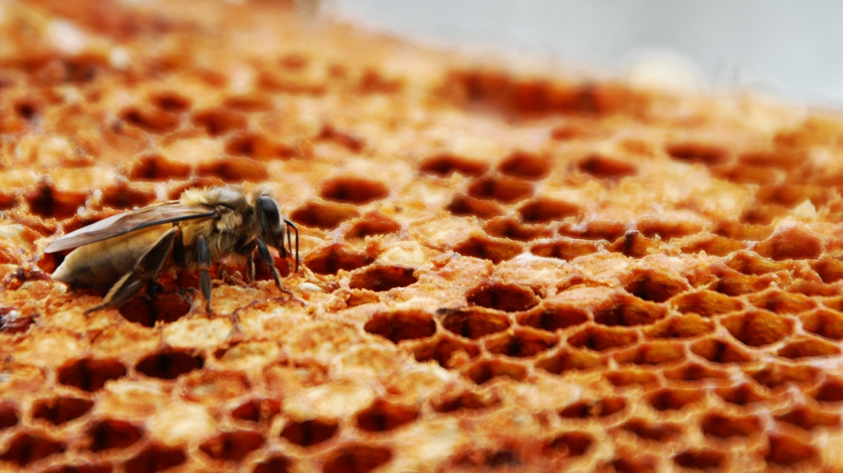 KELULUT HONEY PRODUCTION