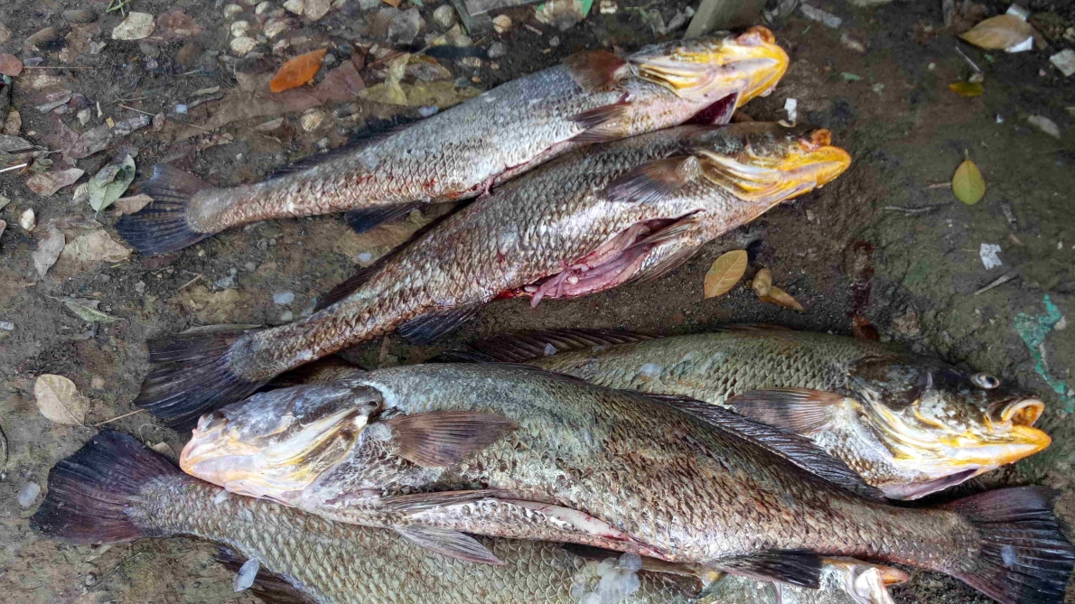 Gelembung Renang Ikan Conggek