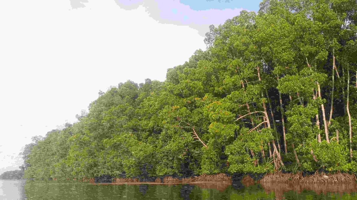 PROTECT FOREST