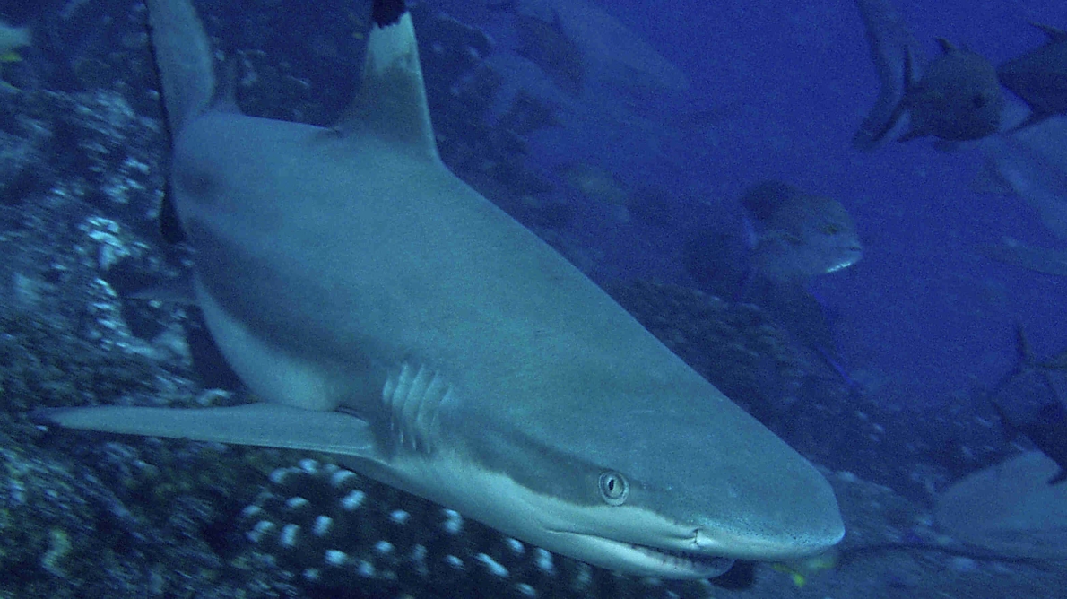 SAVE OUR SHARKS