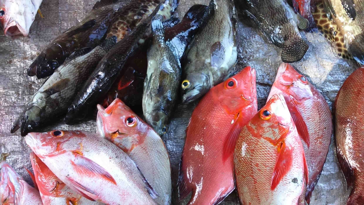 FISHERY IMPROVEMENT