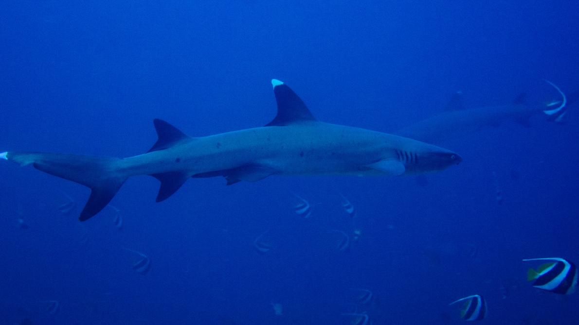 SHARKS 