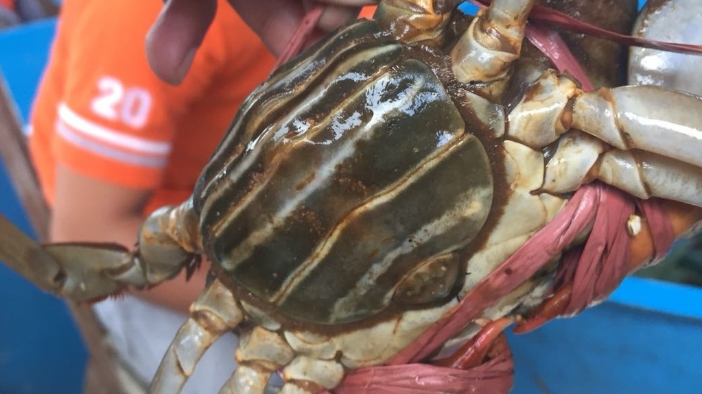 KEPITING BAKAU