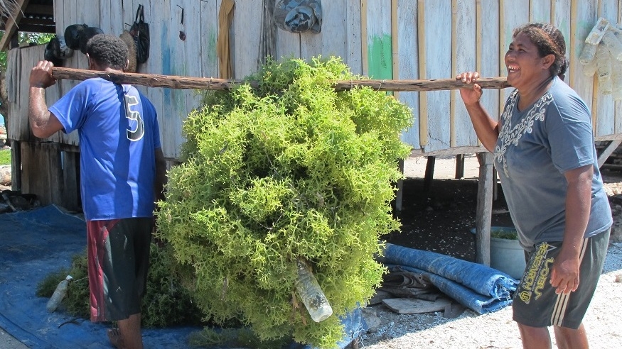 SEAWEED