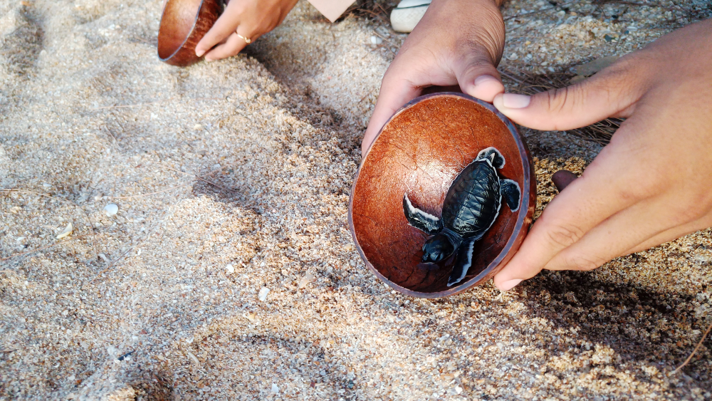 Hatchling Release at Camar Wulan Beach