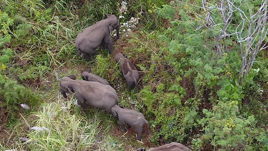 GAJAH PEUSANGAN