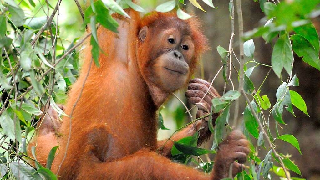 Orangutan Sumatra