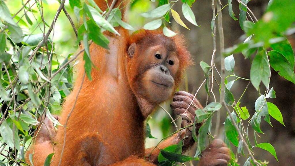 ORANGUTAN